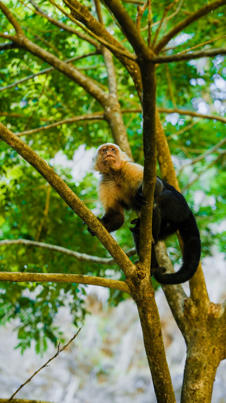 Capuchin monkey in the trees