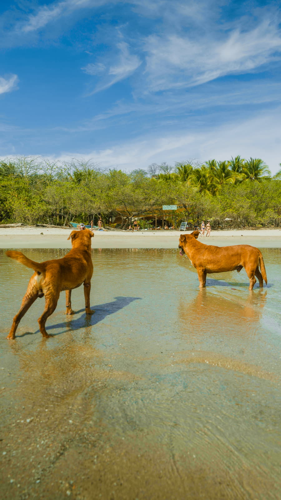 Dogs in the shallows at sunset